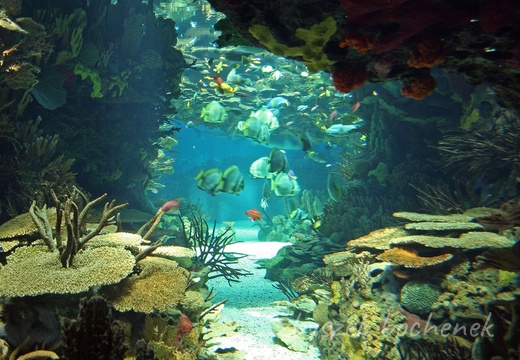 z oceanarium