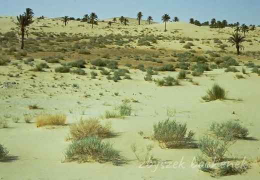 oued 11